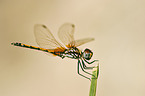 african dragonfly