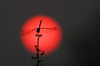 african dragonfly