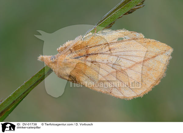 Grasglucke / drinker-caterpillar / DV-01738