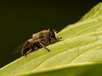 dronefly