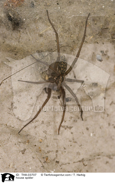 house spider / THA-03707