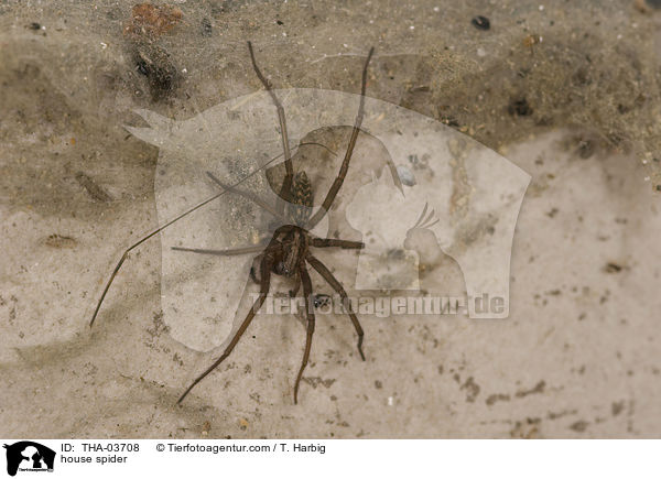 house spider / THA-03708