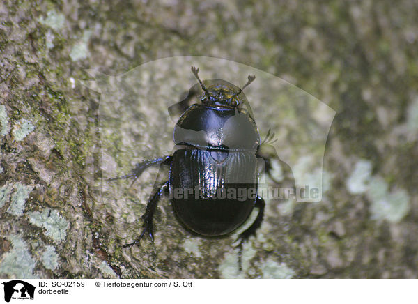 Mistkfer / dorbeetle / SO-02159