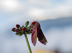 Elephant Hawkmoth
