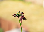 Elephant Hawkmoth