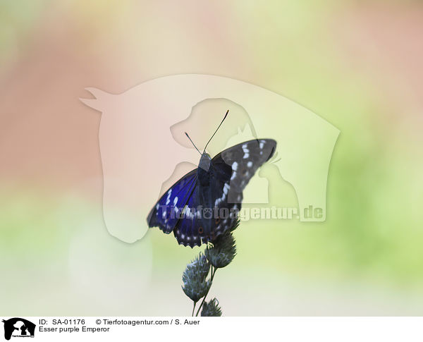 Kleiner Schillerfalter / Esser purple Emperor / SA-01176
