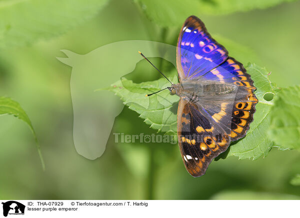 Kleiner Schillerfalter / lesser purple emperor / THA-07929