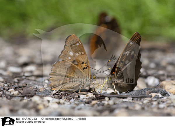 Kleine Schillerfalter / lesser purple emperor / THA-07932