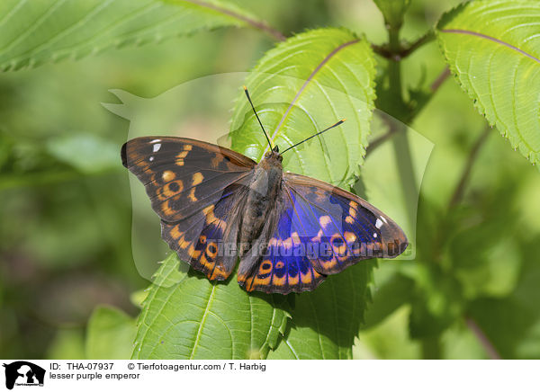Kleiner Schillerfalter / lesser purple emperor / THA-07937