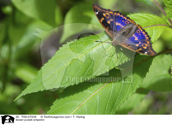 Kleiner Schillerfalter / lesser purple emperor / THA-07939