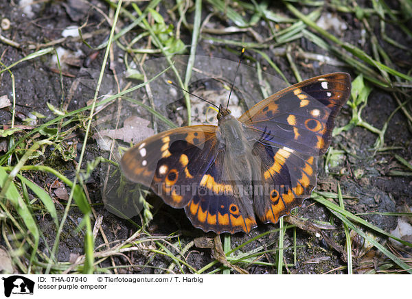 Kleiner Schillerfalter / lesser purple emperor / THA-07940