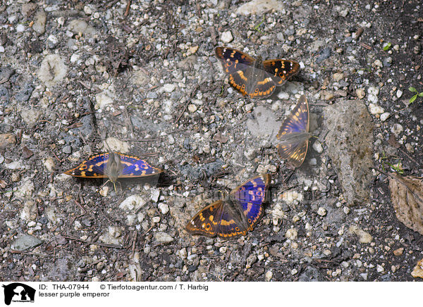 Kleine Schillerfalter / lesser purple emperor / THA-07944