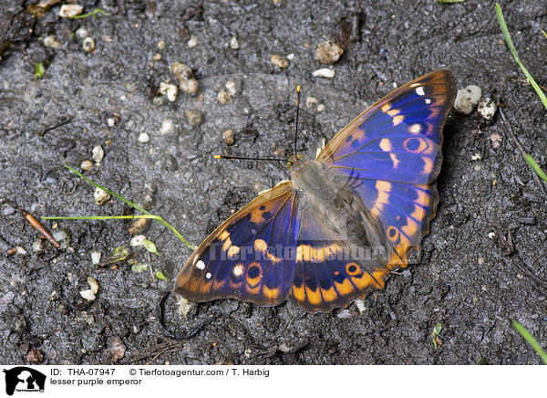 Kleiner Schillerfalter / lesser purple emperor / THA-07947