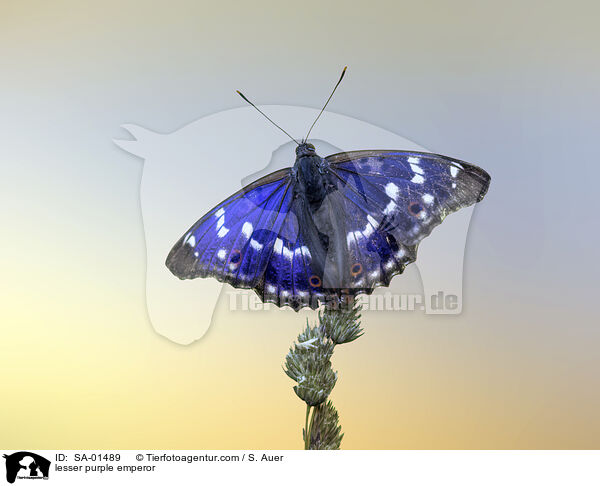 Kleiner Schillerfalter / lesser purple emperor / SA-01489