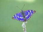 Esser purple Emperor