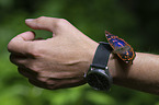 lesser purple emperor