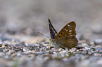 lesser purple emperor