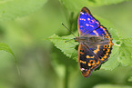 lesser purple emperor
