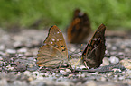 lesser purple emperor