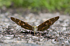 lesser purple emperor