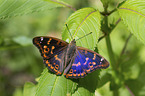 lesser purple emperor