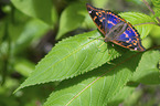 lesser purple emperor