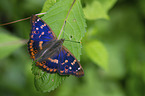 lesser purple emperor