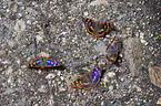 lesser purple emperor