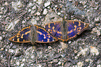 lesser purple emperor