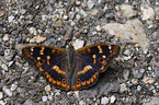 lesser purple emperor