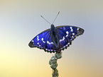 lesser purple emperor