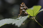 lesser purple emperor