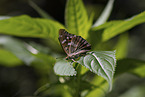 lesser purple emperor
