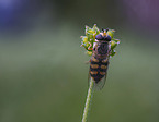 Eupeodes luniger