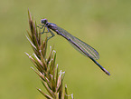 Eurasian Bluet