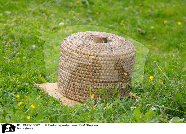honeybees / DMS-03082