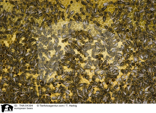 european bees / THA-04394