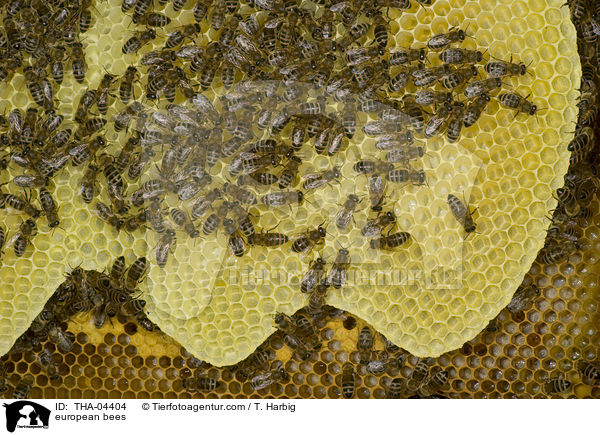 Westliche Honigbienen / european bees / THA-04404