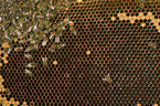 european bees