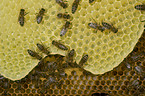 european bees