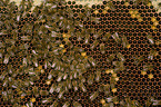 european bees