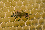 european bee