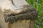 european bees