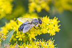 western honeybee