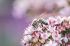 western honeybee