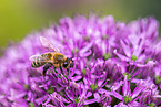 honeybee