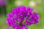 honeybee