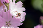 honeybee