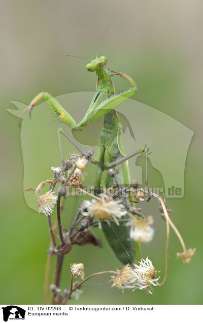 European mantis / DV-02263