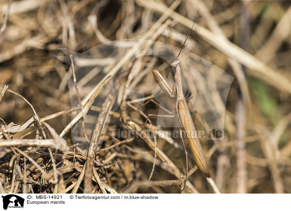 European mantis / MBS-14921